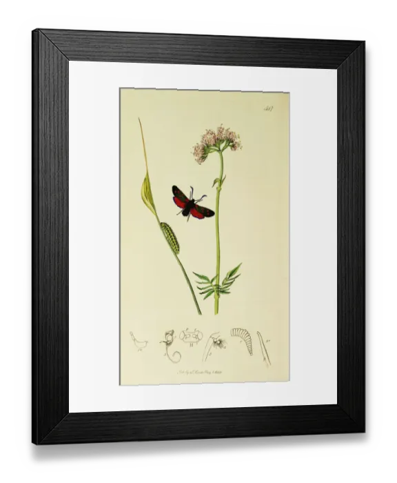 Framed Print : Curtis British Entomology Plate 547 Framed Print : Curtis British Entomology Plate 547