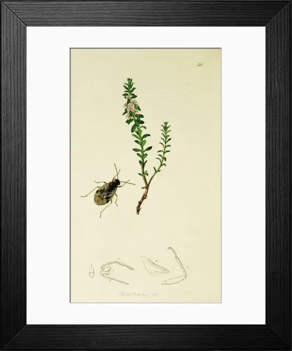Framed Print : Curtis British Entomology Plate 548 Framed Print : Curtis British Entomology Plate 548