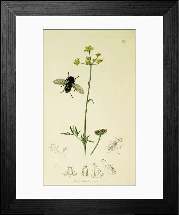 Framed Print : Curtis British Entomology Plate 549