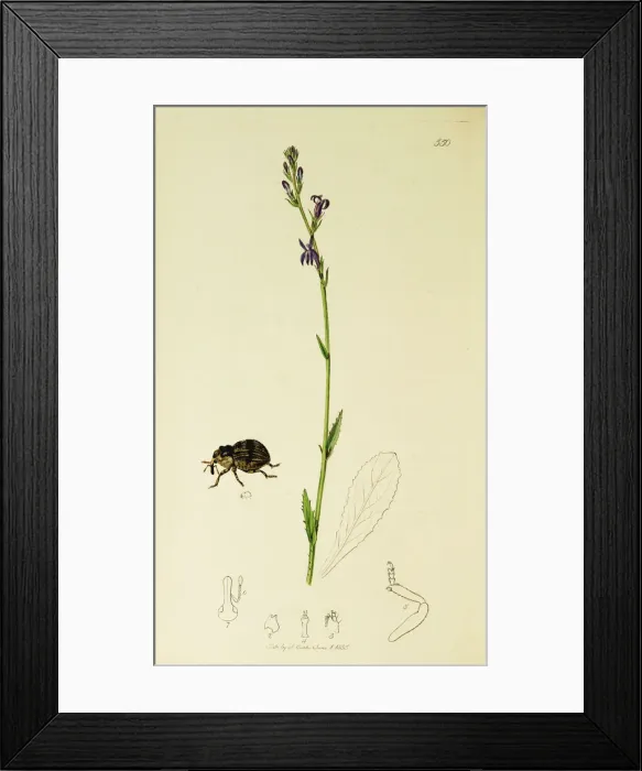 Framed Print : Curtis British Entomology Plate 550 Framed Print : Curtis British Entomology Plate 550