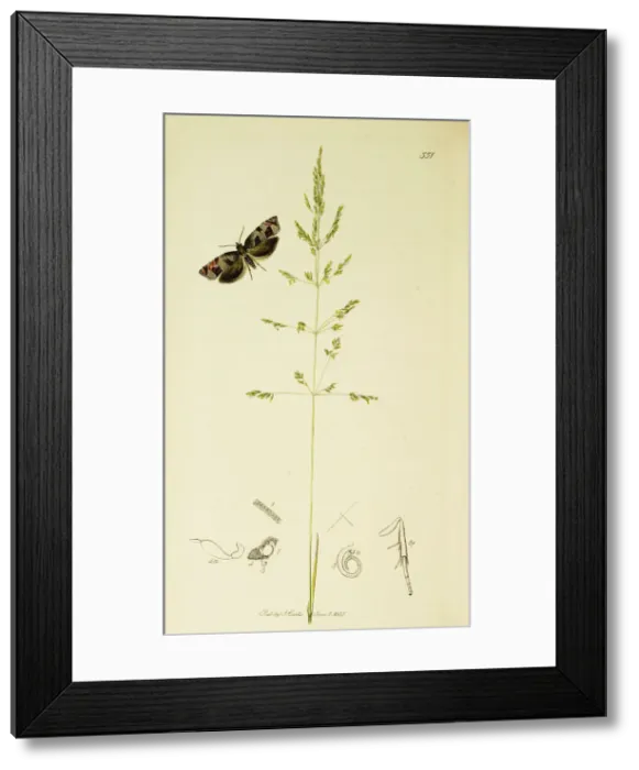 Framed Print : Curtis British Entomology Plate 551 Framed Print : Curtis British Entomology Plate 551