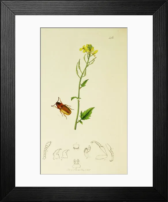 Framed Print : Curtis British Entomology Plate 546 Framed Print : Curtis British Entomology Plate 546
