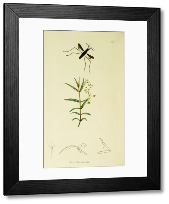 Framed Print : Curtis British Entomology Plate 553 Framed Print : Curtis British Entomology Plate 553