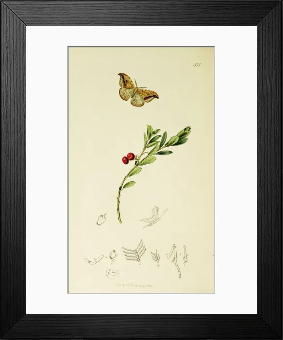 Framed Print : Curtis British Entomology Plate 555 Framed Print : Curtis British Entomology Plate 555