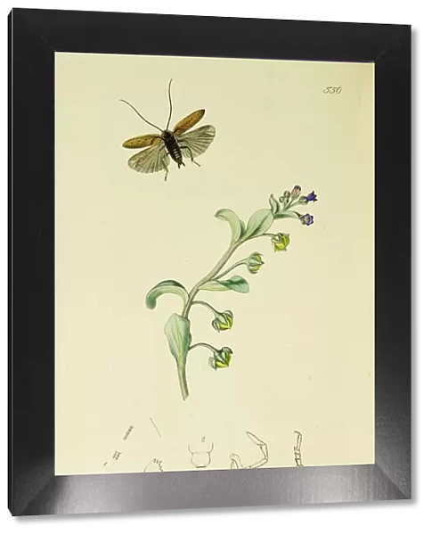 Curtis British Entomology Plate 556