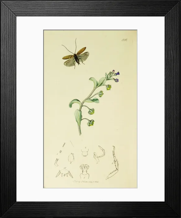 Framed Print : Curtis British Entomology Plate 556 Framed Print : Curtis British Entomology Plate 556