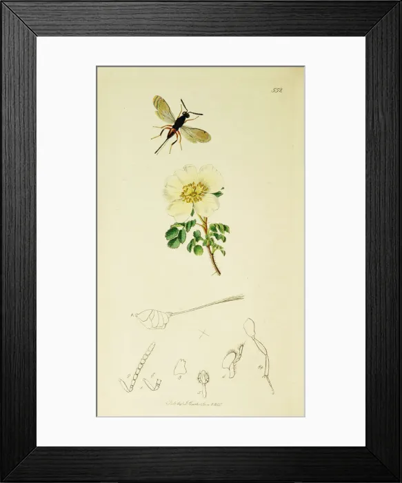 Framed Print : Curtis British Entomology Plate 552 Framed Print : Curtis British Entomology Plate 552
