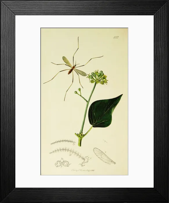 Framed Print : Curtis British Entomology Plate 557 Framed Print : Curtis British Entomology Plate 557