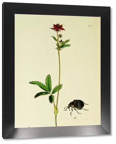 Curtis British Entomology Plate 558