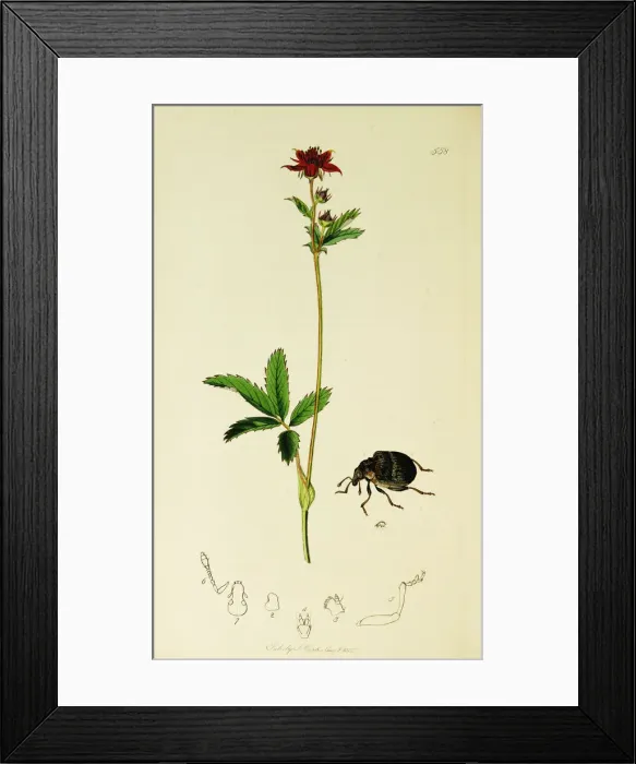 Framed Print : Curtis British Entomology Plate 558 Framed Print : Curtis British Entomology Plate 558