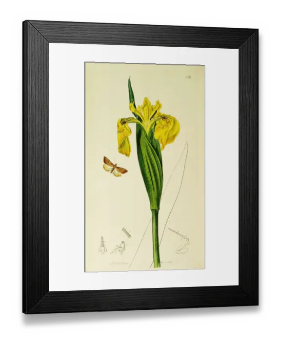 Framed Print : Curtis British Entomology Plate 559 Framed Print : Curtis British Entomology Plate 559