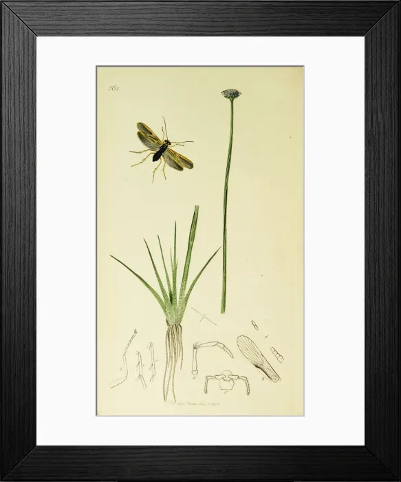 Framed Print : Curtis British Entomology Plate 561 Framed Print : Curtis British Entomology Plate 561