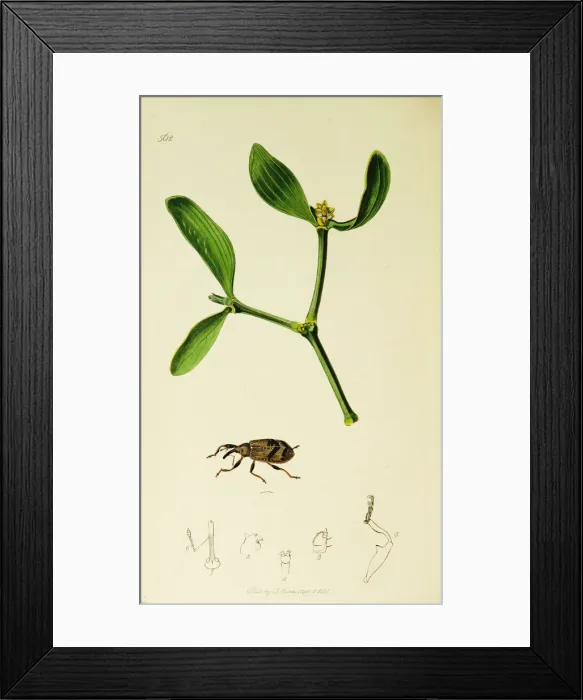 Framed Print : Curtis British Entomology Plate 562 Framed Print : Curtis British Entomology Plate 562