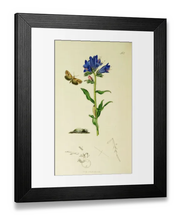 Framed Print : Curtis British Entomology Plate 563 Framed Print : Curtis British Entomology Plate 563