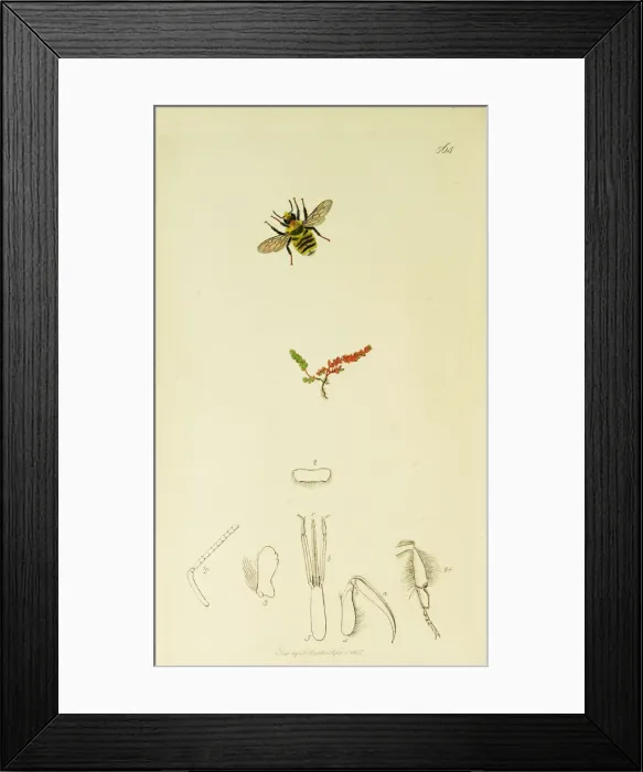 Framed Print : Curtis British Entomology Plate 564 Framed Print : Curtis British Entomology Plate 564