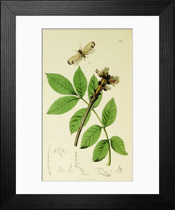 Framed Print : Curtis British Entomology Plate 565 Framed Print : Curtis British Entomology Plate 565