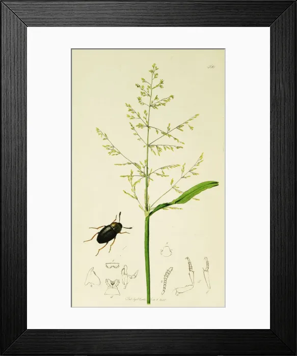 Framed Print : Curtis British Entomology Plate 566 Framed Print : Curtis British Entomology Plate 566