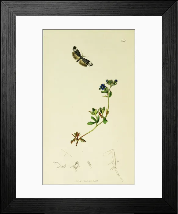 Framed Print : Curtis British Entomology Plate 567 Framed Print : Curtis British Entomology Plate 567