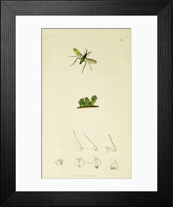 Framed Print : Curtis British Entomology Plate 568 Framed Print : Curtis British Entomology Plate 568