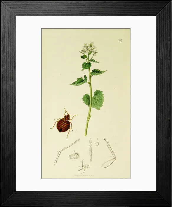 Framed Print : Curtis British Entomology Plate 569 Framed Print : Curtis British Entomology Plate 569