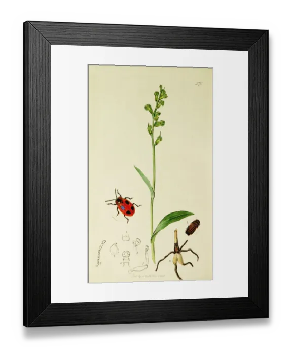 Framed Print : Curtis British Entomology Plate 570 Framed Print : Curtis British Entomology Plate 570