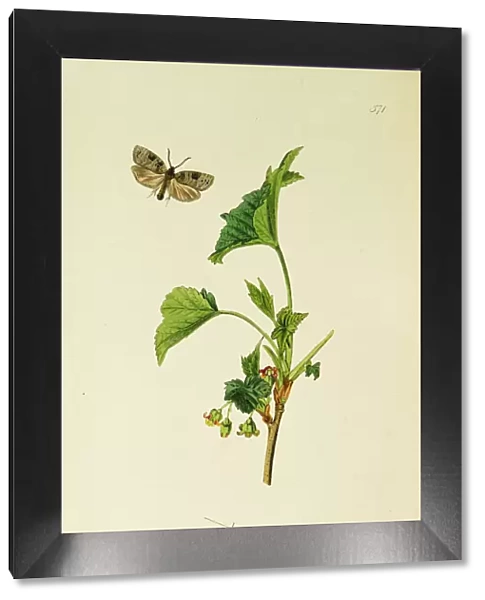 Curtis British Entomology Plate 571