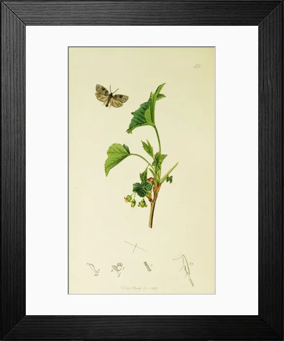 Framed Print : Curtis British Entomology Plate 571 Framed Print : Curtis British Entomology Plate 571