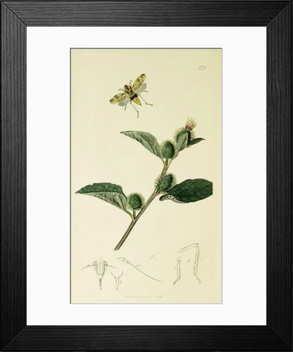 Framed Print : Curtis British Entomology Plate 572 Framed Print : Curtis British Entomology Plate 572