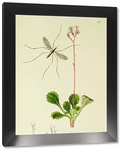 Curtis British Entomology Plate 573