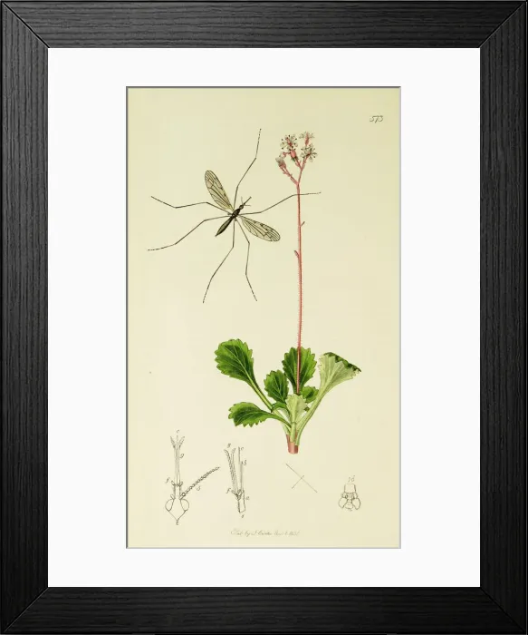 Framed Print : Curtis British Entomology Plate 573 Framed Print : Curtis British Entomology Plate 573