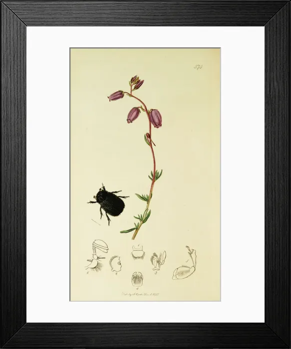 Framed Print : Curtis British Entomology Plate 574 Framed Print : Curtis British Entomology Plate 574