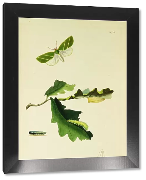 Curtis British Entomology Plate 575