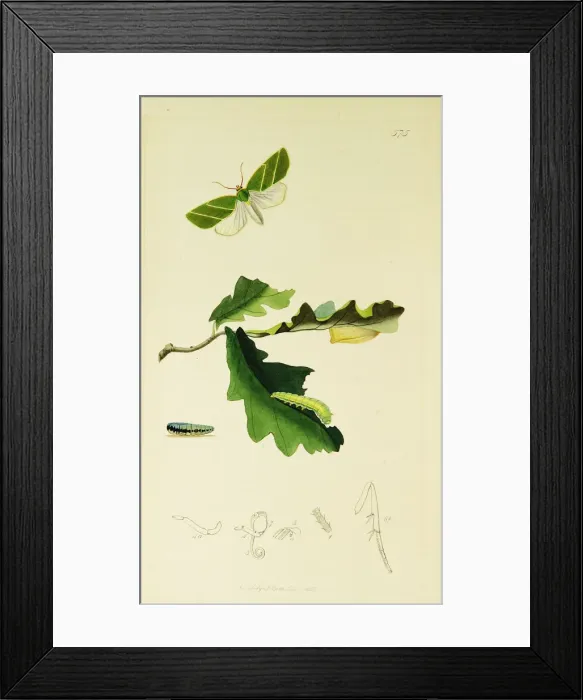 Framed Print : Curtis British Entomology Plate 575 Framed Print : Curtis British Entomology Plate 575