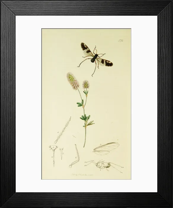 Framed Print : Curtis British Entomology Plate 576 Framed Print : Curtis British Entomology Plate 576
