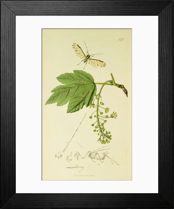 Framed Print : Curtis British Entomology Plate 577 Framed Print : Curtis British Entomology Plate 577