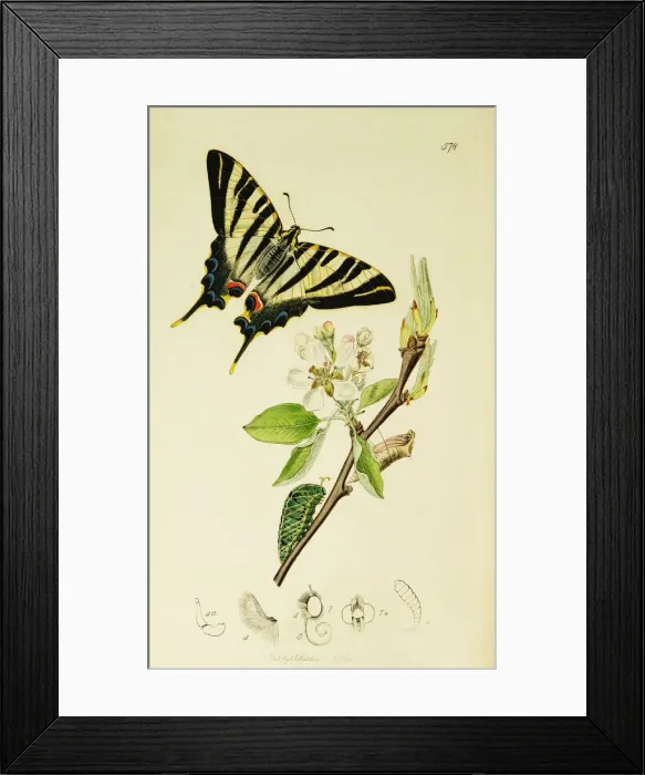 Framed Print : Curtis British Entomology Plate 578 Framed Print : Curtis British Entomology Plate 578