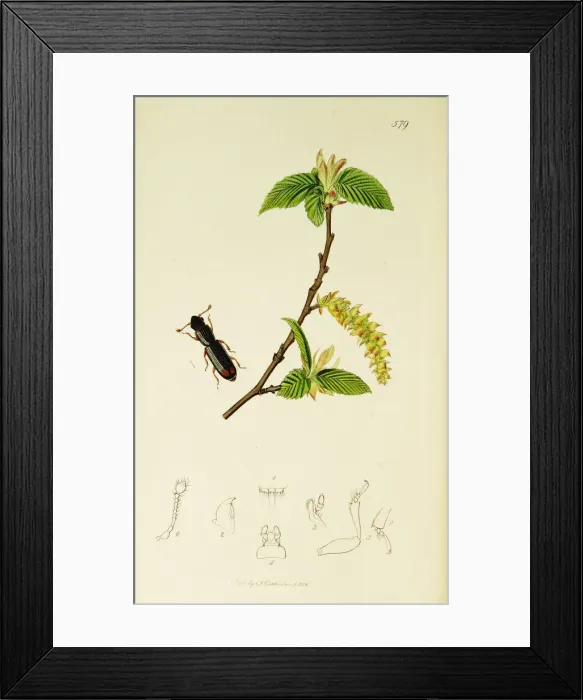 Framed Print : Curtis British Entomology Plate 579 Framed Print : Curtis British Entomology Plate 579
