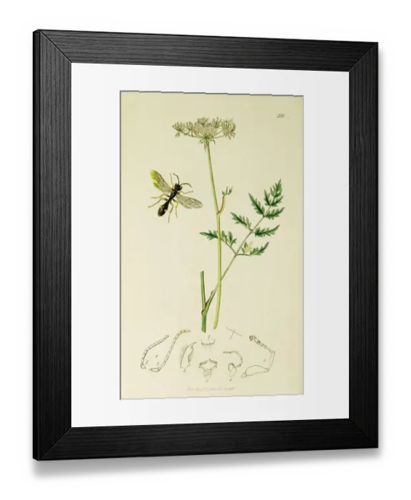 Framed Print : Curtis British Entomology Plate 580 Framed Print : Curtis British Entomology Plate 580