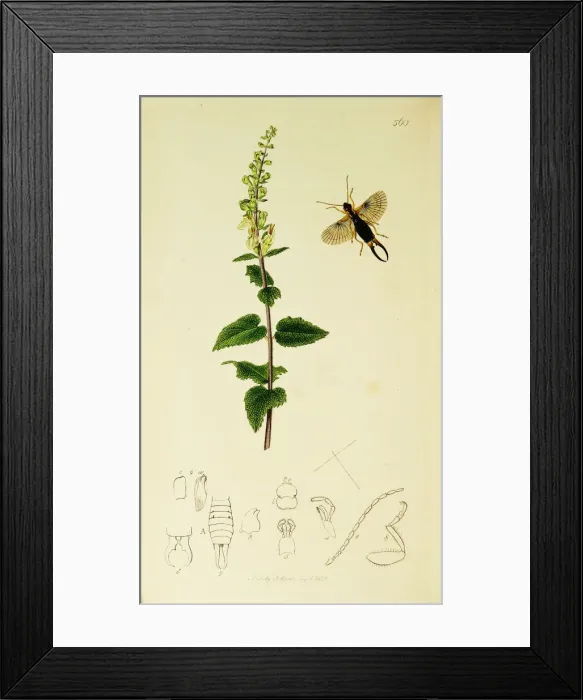Framed Print : Curtis British Entomology Plate 560 Framed Print : Curtis British Entomology Plate 560