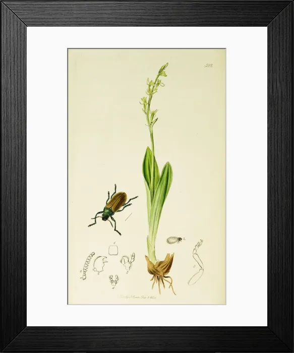 Framed Print : Curtis British Entomology Plate 582 Framed Print : Curtis British Entomology Plate 582