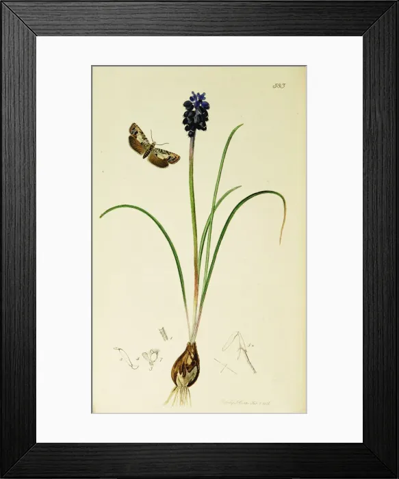 Framed Print : Curtis British Entomology Plate 583 Framed Print : Curtis British Entomology Plate 583