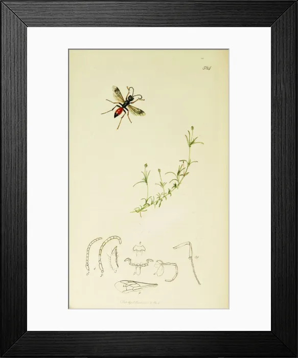 Framed Print : Curtis British Entomology Plate 584 Framed Print : Curtis British Entomology Plate 584