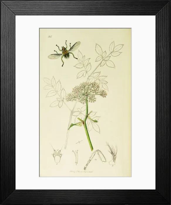 Framed Print : Curtis British Entomology Plate 585 Framed Print : Curtis British Entomology Plate 585