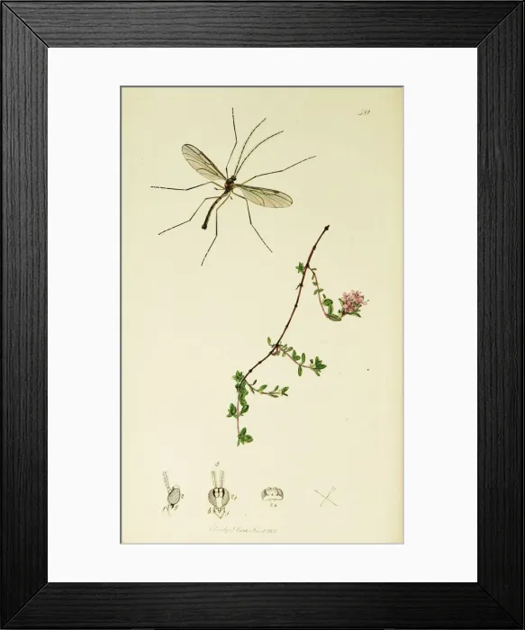 Framed Print : Curtis British Entomology Plate 581 Framed Print : Curtis British Entomology Plate 581