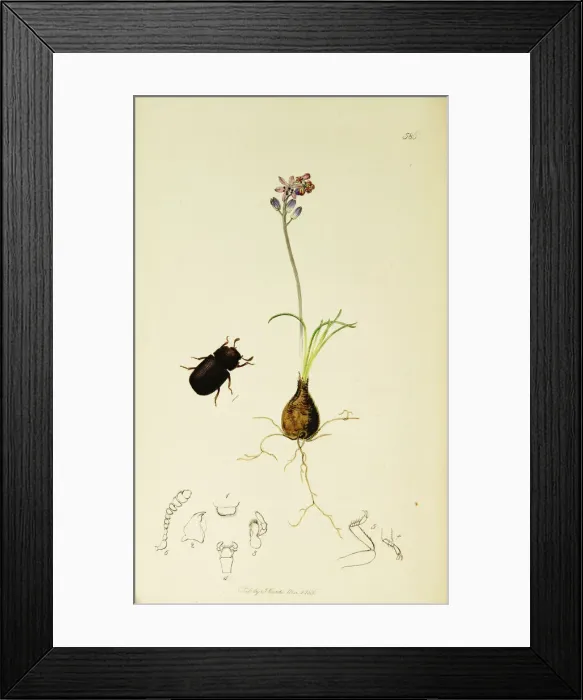 Framed Print : Curtis British Entomology Plate 586 Framed Print : Curtis British Entomology Plate 586