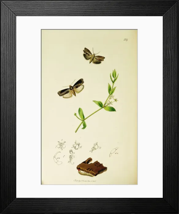 Framed Print : Curtis British Entomology Plate 587 Framed Print : Curtis British Entomology Plate 587