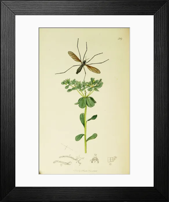 Framed Print : Curtis British Entomology Plate 589 Framed Print : Curtis British Entomology Plate 589