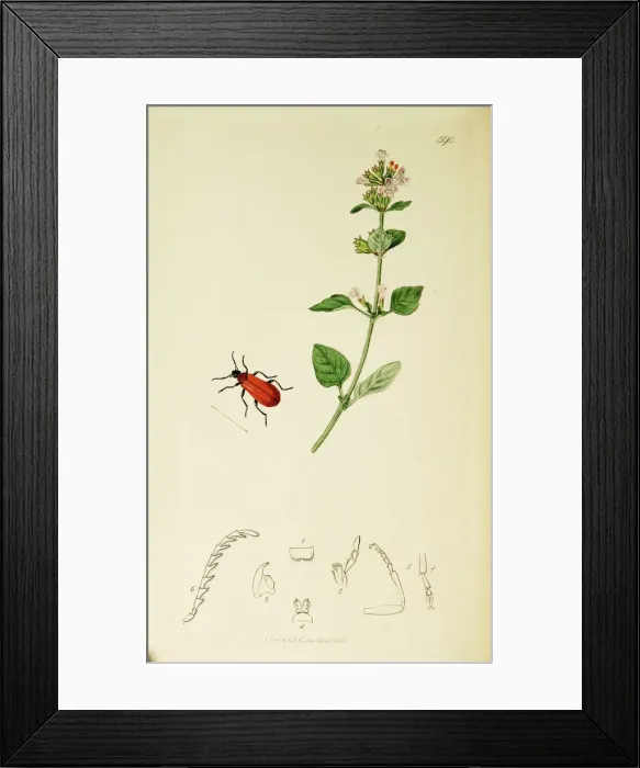 Framed Print : Curtis British Entomology Plate 590 Framed Print : Curtis British Entomology Plate 590