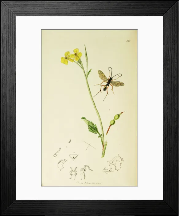 Framed Print : Curtis British Entomology Plate 588 Framed Print : Curtis British Entomology Plate 588