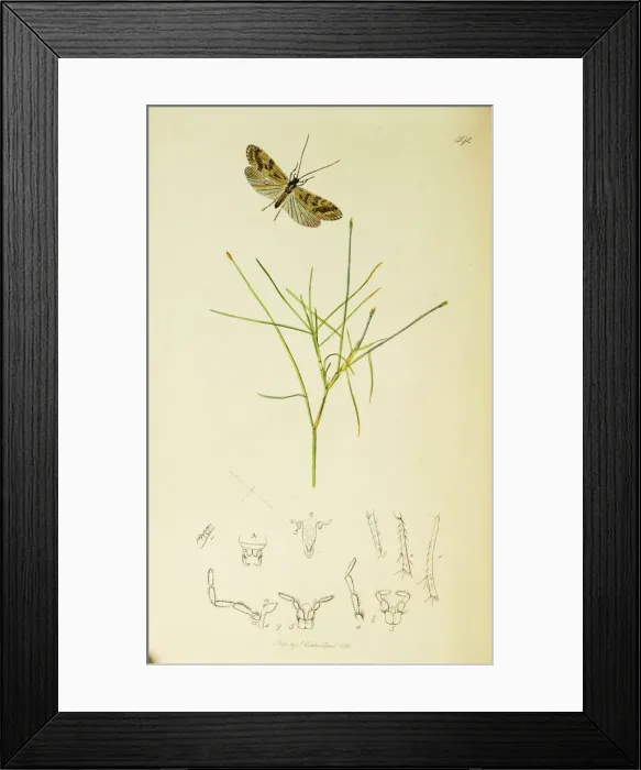 Framed Print : Curtis British Entomology Plate 592 Framed Print : Curtis British Entomology Plate 592